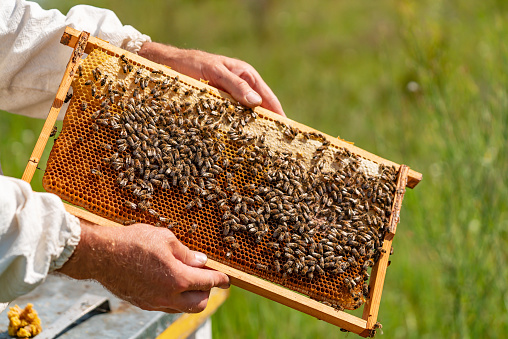 20 мая - Всемирный день пчел. 